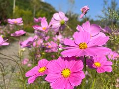 -静莲斋(仙人洞店)