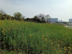 -九龙湖公园