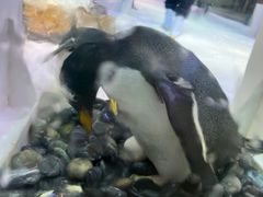 -芜湖新华联大白鲸海洋公园