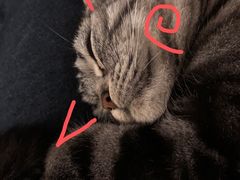 -萌兽医馆·宠物医院·猫骨科(创景店)