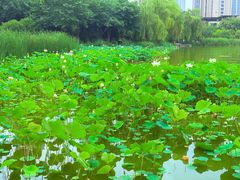 -木塔寺遗址生态公园