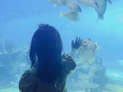-海棠湾洲际-涛·海底餐厅·美人鱼·自助餐·海底隧道