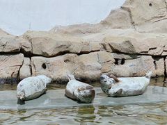 -秦皇岛乐岛海洋王国