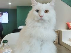 -飞行喵MR PILOT|猫舍·猫咖(静安大融城店)