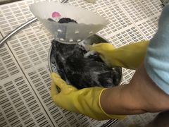 -北京观赏动物医院·24小时大型综合·猫专科·异宠专科