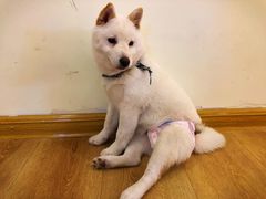 -柴犬小屋·柴餐厅·狗咖食堂(金鼎广场店)