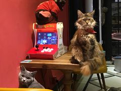 -猫色咖啡·猫咖