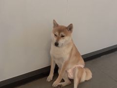 -米宠家·撸猫猫咖小萌宠·猫咪洗澡·猫咪寄养(高新大都荟店)