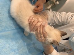 -纳吉亚猫专科动物医院·北北分院
