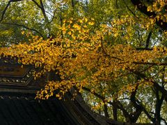-西园戒幢律寺