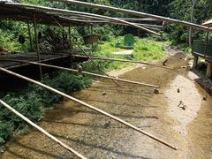 -西双版纳原始森林公园