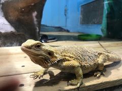 -石家庄市动物园