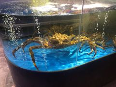 -蟹之国·精品蟹料理(极地店)