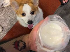 -沙湾姜撞奶甜品店(昌岗中路店)