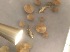 -额尔敦牛厨师铜板烧