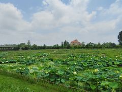 -池杉湖湿地公园