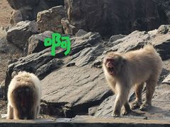 -合肥野生动物园