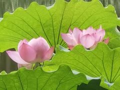 -陈家山荷花公园