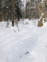 -大秃顶子山