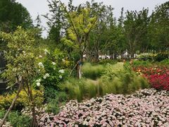 -上海长兴岛郊野公园