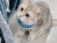 -东方名猫馆·英短金渐层布偶猫舍(环线广场1号楼店)