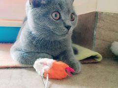-猫咖时代(中山亭店)