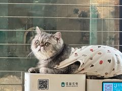 -楼上猫咖(罗湖店)