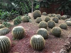 -呀路古热带植物园
