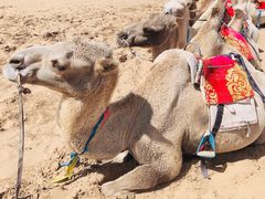 -银肯塔拉沙漠生态旅游景区