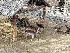 -青藏高原野生动物园