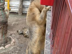 -西霞口神雕山野生动物世界