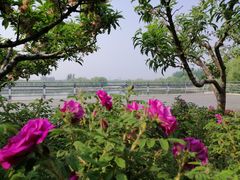 -大兴滨河森林公园