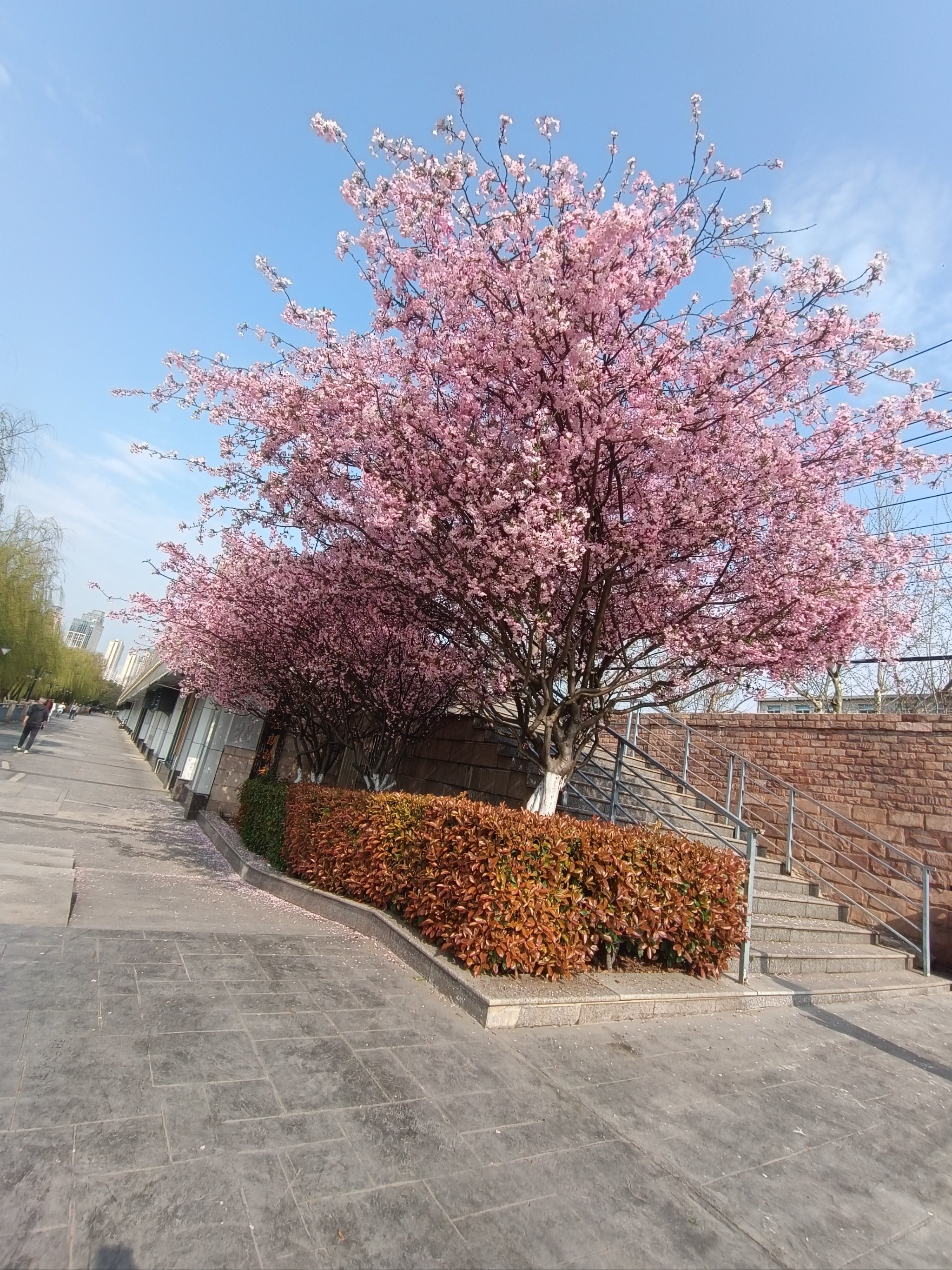 樱花落满地图片图片