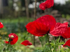 -驿舍·民國老营房院子私房菜(科学会堂店)