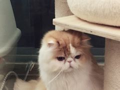 -猫大福·Fortune Cat猫舍(百子湾店)