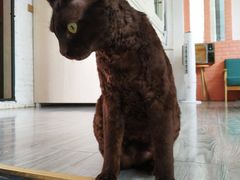 -喵屿·大理花园猫咖