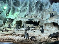 -帝企鹅自助餐厅•儿童岛•真企鹅(长隆企鹅酒店)