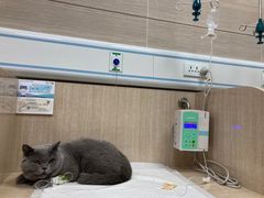 -北京观赏动物医院·24小时大型综合·猫专科·异宠专科
