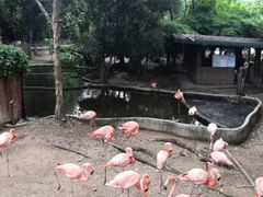 -清迈夜间动物园