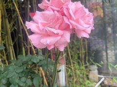 -老版火锅.12年西安排队王(沣峪口店)