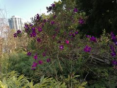 -晓港公园