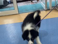 -天使宠物医院·犬猫分诊(彩虹店)