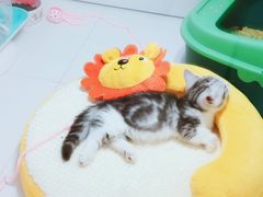 -1013 PET SHOP精品宠物商店(丁香店)