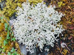 -硗碛藏寨·神木垒景区