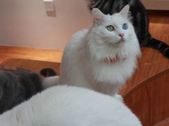 -有猫主题·治愈系猫咖(曾厝垵店)