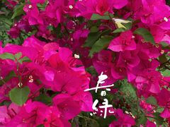 -菊园百果园