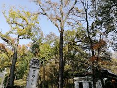 -灵谷景区