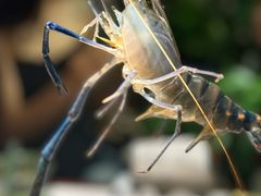 -Thai Basil罗勒叶泰式餐厅(时代天街店)