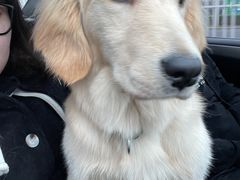 -趣玩宠物乐园寄养训犬训狗游泳池