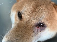 -爱侣宠医·鹦鹉专科·小型哺乳类·异宠专科(灵石路店)